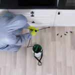 Expert Pest Control in Romford Residential & Commercial