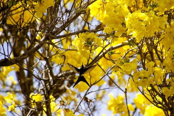 Why Fans Are Obsessed with Live Kolibri