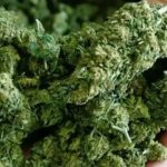 Join Helpful Conversations on Wietforum About Cannabis and Growing