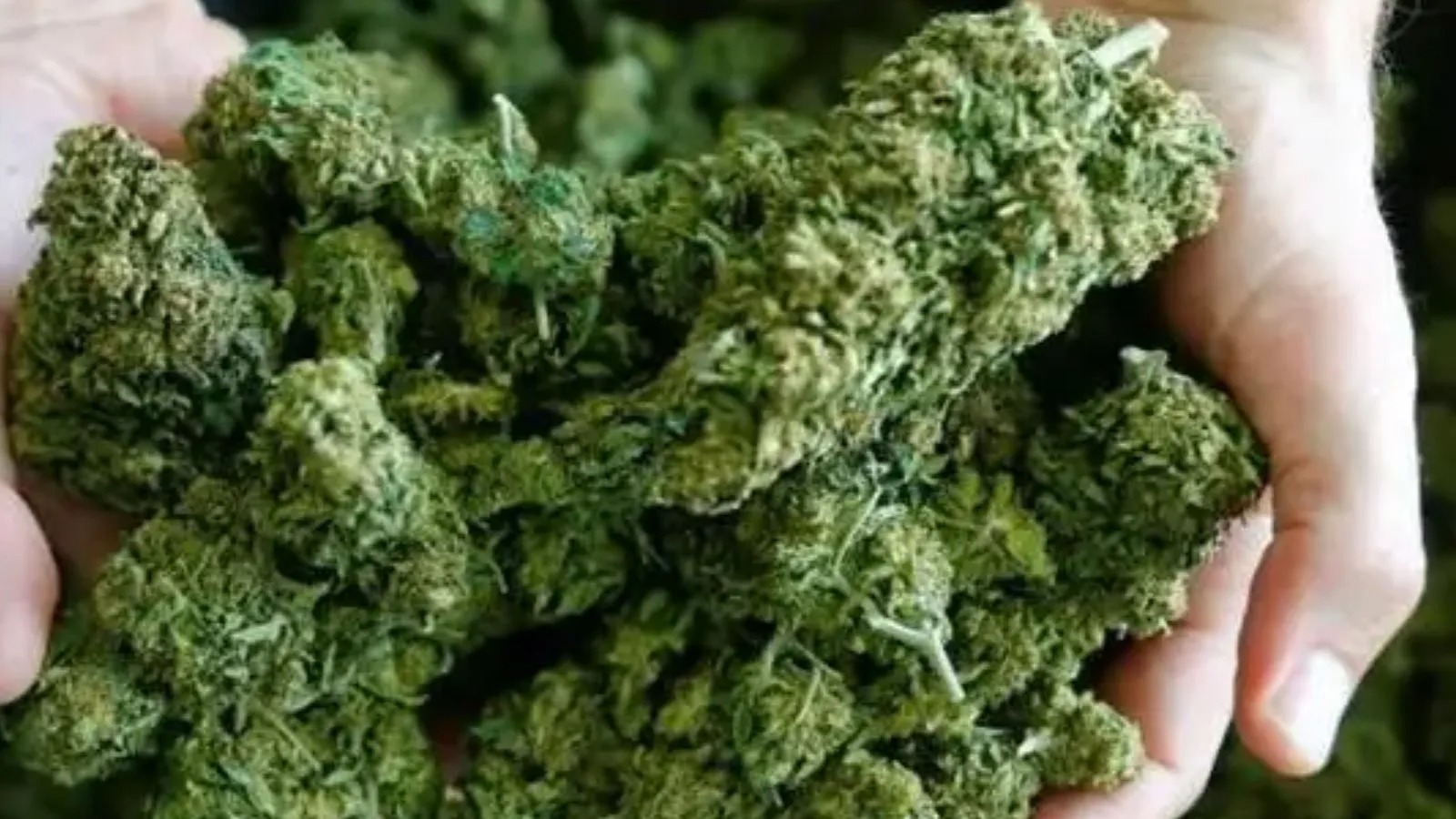 Join Helpful Conversations on Wietforum About Cannabis and Growing